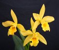 Blc. Golden Tang 'Angel Orchids No. 1' (2)